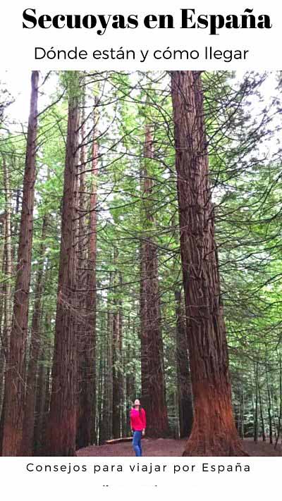 Bosque de secuoyas en España. Como llegar